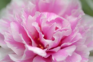 Fototapeta na wymiar Close-up view of sweet pink flower