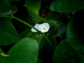 White Rush Flowers Blooming