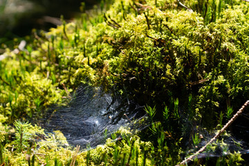 Pilze und Farne in Bayrischen Wäldern