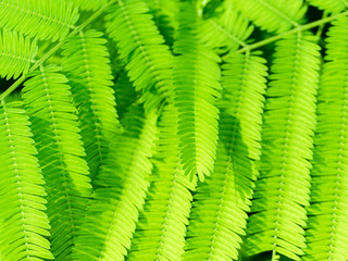 Movement of Cha Leaves