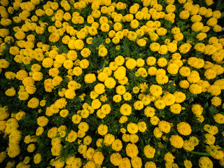 Yellow Marigold Flowers Blooming