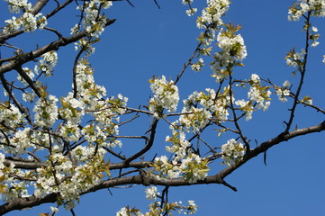 Pink cherry blossoms blooming in bright springtime sun