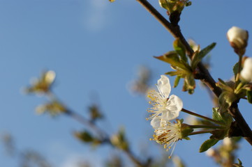 Pink blossoms on the branch with blue sky during spring blooming