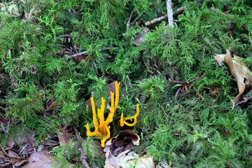 Pilze und Farne in Bayrischen Wäldern
