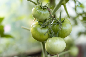 Ripening greenhouse harvest in the country