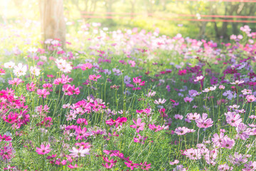 Soft, selective focus of Cosmos, blurry flower for background, colorful plants