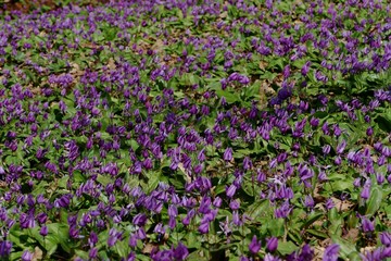 《八津のカタクリ》秋田県仙北市