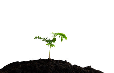 tree in soil isolated on white background