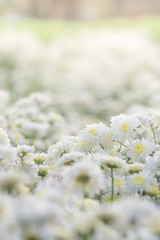 white chrysanthemum flowers, chrysanthemum in the garden. Blurry flower for background, colorful plants