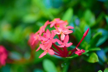 flower in garden