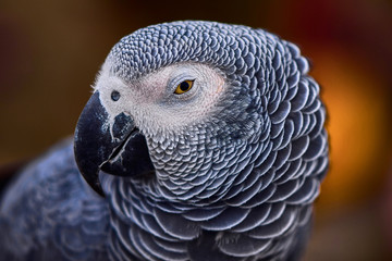 portrait of a parrot