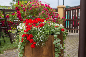 Fototapeta na wymiar barrel with flowers,wooden barrel with red flowers on the street