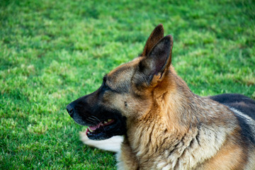 German shepherd dog laying down on grass