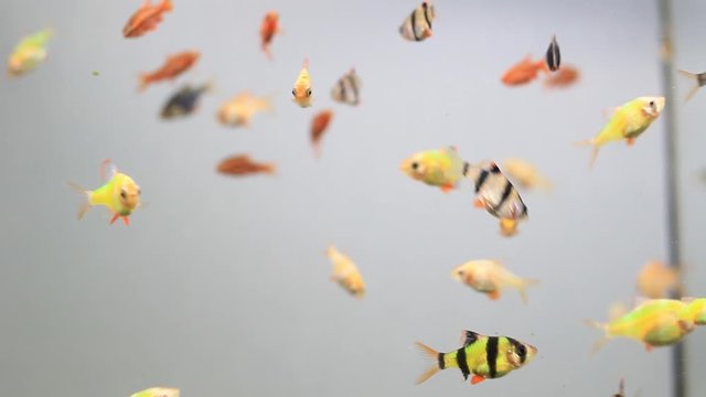 Many small aquarium fish. Barbus, swordtail.