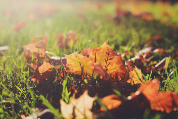 Autumn leaves on the grass