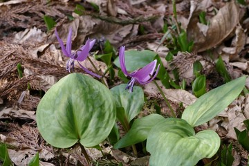 《八津のカタクリ》秋田県仙北市