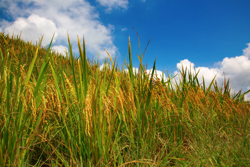 Fototapeta premium Longji Rice Terraces
