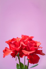 Three red roses cluster on pink background,  with space for text