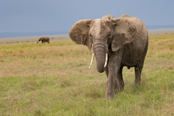 Fototapeta na wymiar portrait of an elephant in kenya