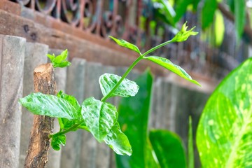 Young Branch of Hibiscus on A Tree