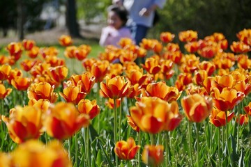 《ブルーメッセ秋田のチューリップ》秋田県潟上市