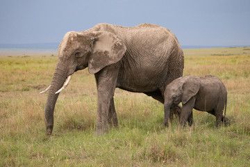 Obraz na płótnie Canvas side view of mother and baby elephant