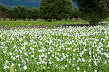 Fototapeta na wymiar Opium poppy flowers afyon turkey