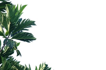Fototapeta premium Breadfruit plant leaves with branches on white isolated background for green foliage backdrop 