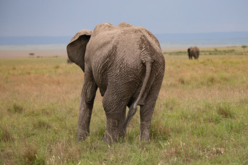 Fototapeta na wymiar large elephant walking away from camera