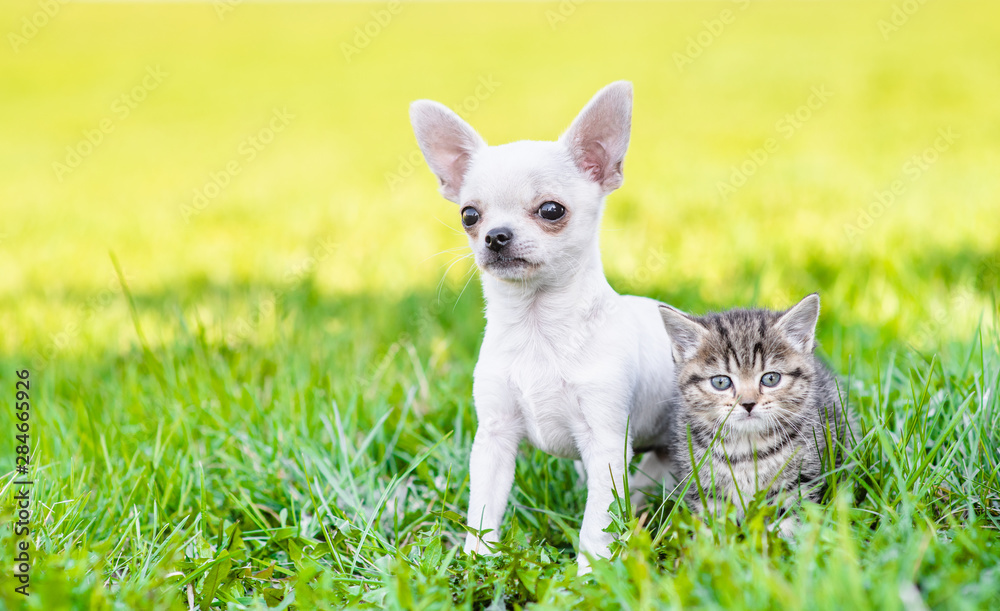 Poster portrait of a chihuahua puppy and a kitten on green summer grass. empty space for text