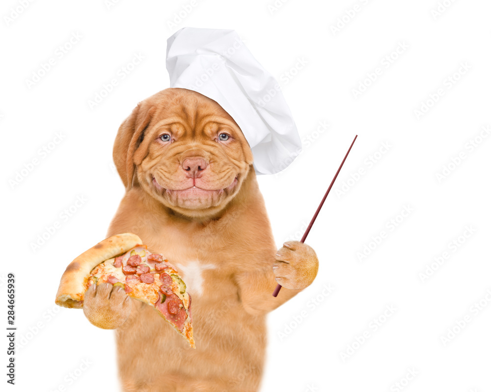 Poster Smiling puppy in chef's hat with pizza pointing away on empty space. isolated on white background