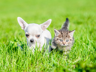 Chihuahua puppy and a kitten walking together on green summer grass