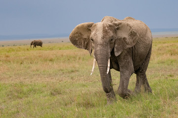 Naklejka na ściany i meble Mud covered elephant in kenya