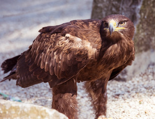 Steppe Eagle (Aquila nipalensis) portrait
