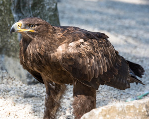 Steppe Eagle (Aquila nipalensis) portrait