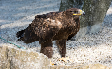 Steppe Eagle (Aquila nipalensis) portrait