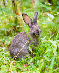 Hare sitting in green summer grass
