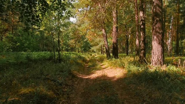 Moving through summer forest at sunny day. Drone moving through a beautiful green forest in a rural landscape. Aerial stock footage shot at summer season time.