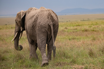 Obraz premium side and rear view of a large elephant in Kenya