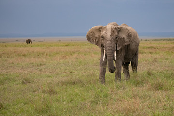 Obraz premium elephant in Masai Mara, kenya against a dark sky