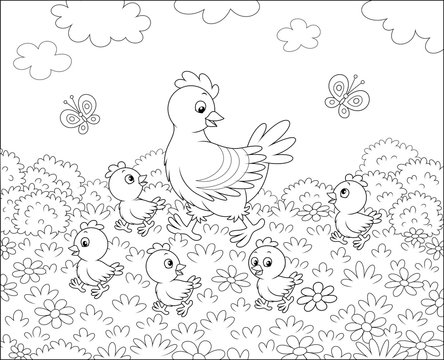 Hen with little chicks walking on grass among flowers on a summer meadow on a sunny day, black and white vector illustration in a cartoon style for a coloring book