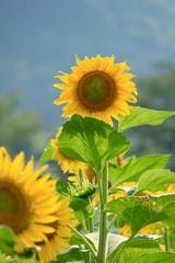 南伊豆のひまわり畑