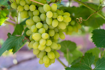 Branch of ripe grape in garden. Green sweet berries growing on grape bush in fruit garde