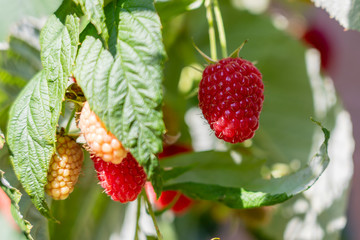 Branch of ripe raspberries in garden. Red sweet berries growing on raspberry bush in fruit garden