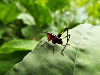 ササキリ 幼体 grasshopper