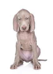 Weimaraner puppy sitting in front view and looking down. isolated on white background