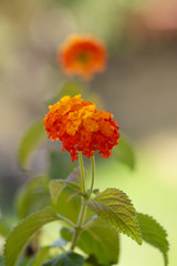 Blüte von einem Wandelröschen