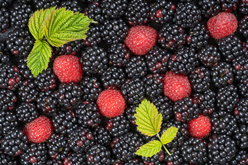Background from fresh organic blackberries and raspberries, close up. Top view blackberry and raspberry