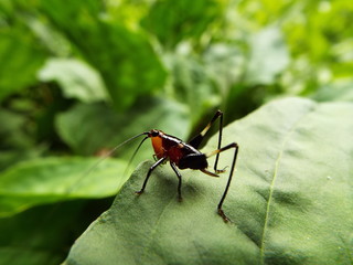 ササキリ 幼体 grasshopper