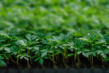 Fototapeta premium Rows of potted seedlings and young plants, selective focus
